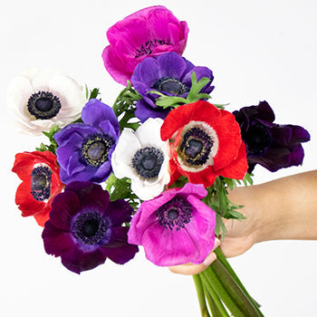 Farm Mix Fresh Cut Anemone Flower