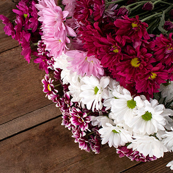 Color daisy poms DIY flowers