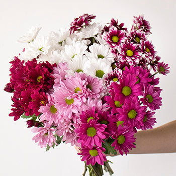 Color daisy poms bulk flowers