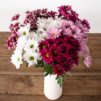 Color daisy poms for free flower delivery