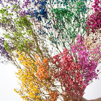 Dried Baby's Breath Flower Assorted Colors
