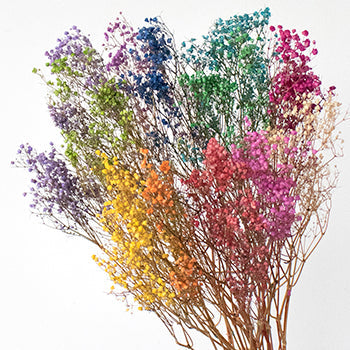 Dried Baby's Breath Flower Assorted Colors
