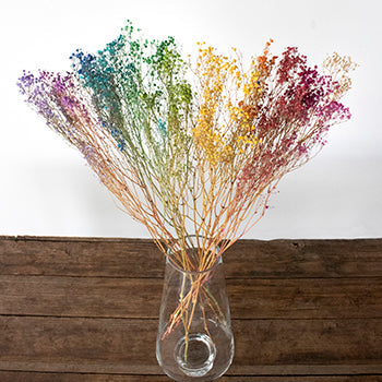 Dried Baby's Breath Flower Assorted Colors