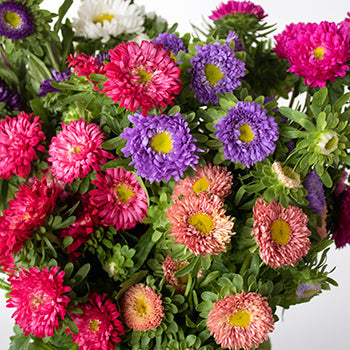 Farm Mix Matsumoto Flowers