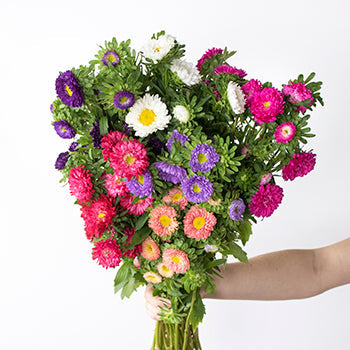 Farm Mix Matsumoto Flowers