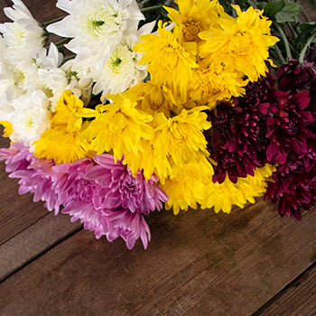 Assorted color pom daisy bulk wedding flowers