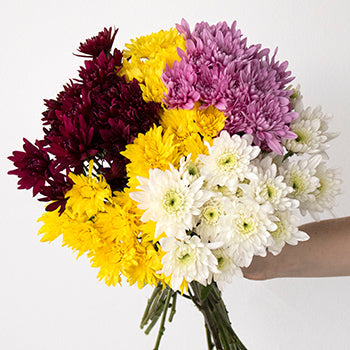 Assorted color pom daisy wholesale wedding flowers