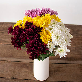 Assorted color pom daisy flowers for delivery