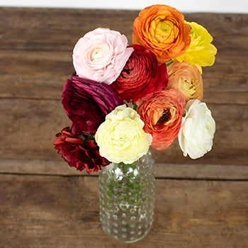 Assorted Colors Ranunculus Fresh Cut Flower