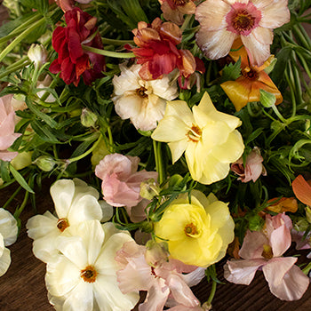 Assorted Colors Butterfly Ranunculus Wholesale Flower FlatLay