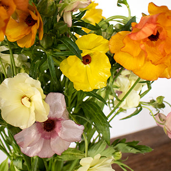 Assorted Colors Butterfly Ranunculus Wholesale Flower Upclose