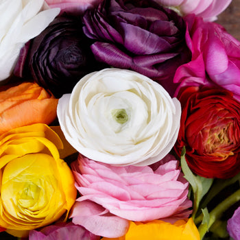 Assorted Colors Ranunculus Wholesale Flower Upclose