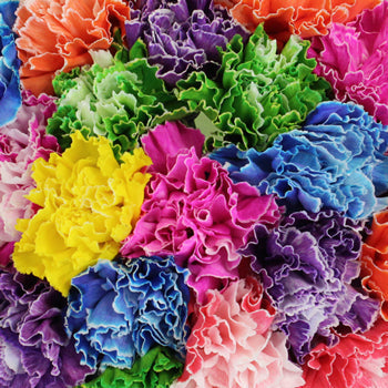 Assorted Dyed Farm Mix Wholesale Carnations Up close