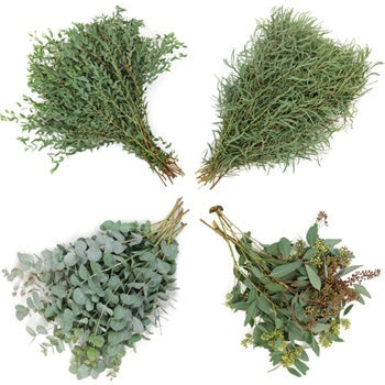 Eucalyptus Assortment Wholesale Greenery
