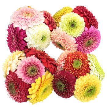 Gerrondo Gerbera Daisy Flowers Assorted Colors