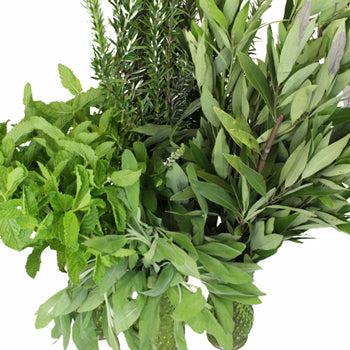 Fresh Cut Herb Assortment for Flower Arranging