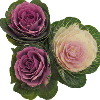 Assorted Farm Kale Mix