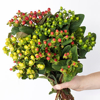 Assorted color hypericum berry wholesale wedding flowers