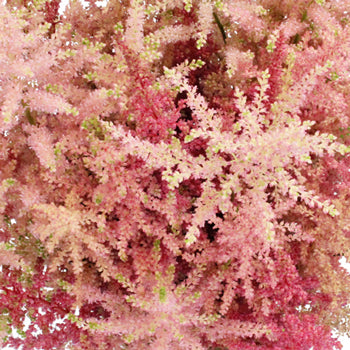 Hues of Pinks Astilbe Flowers May to October