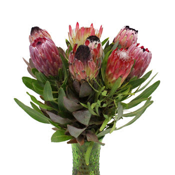 Farm Assorted Protea Variety Pack