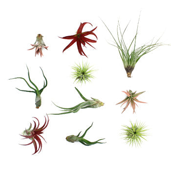 Bulk Assorted Air Plants for DIY Arranging