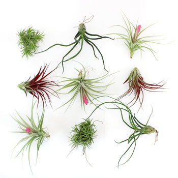 Bulk Assorted Air Plants for DIY Arranging