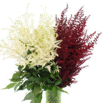 Red and White Festive Astilbe Flower November to April