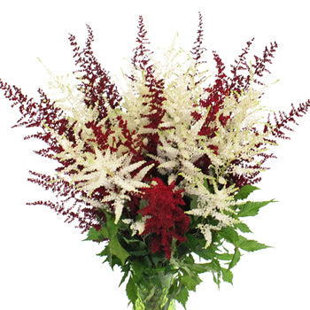 Red and White Festive Astilbe Flower November to April