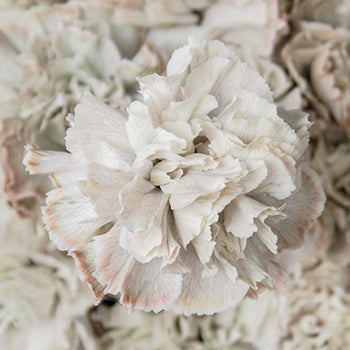 Ready To Go Wholesale Centerpieces Card