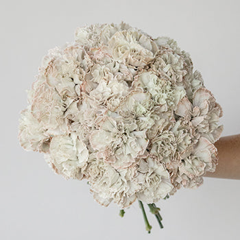 Asuna Gray Carnation Flower In a hand