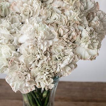 Asuna Gray in a vase Close Up