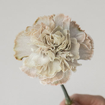 Asuna Gray Carnations side stem
