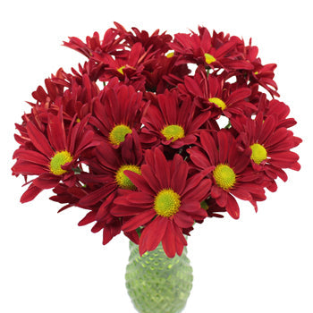 Fall Red Daisy Flower