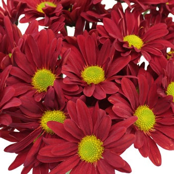 Fall Red Daisy Flower