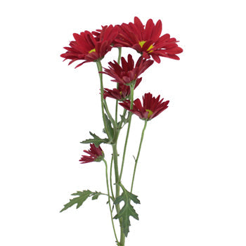 Fall Red Daisy Flower