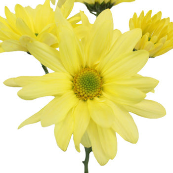 Butter Yellow Daisy Flower