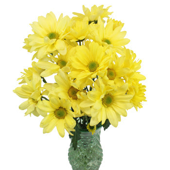 Butter Yellow Daisy Flower