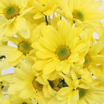 Butter Yellow Daisy Flower