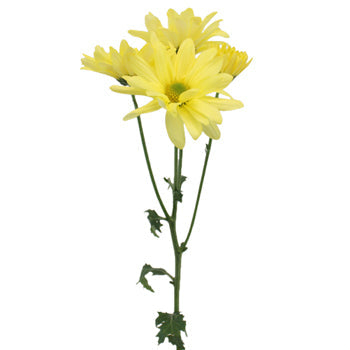 Butter Yellow Daisy Flower