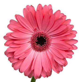 Gerbera Daisy Avenue Pink Flower Up close