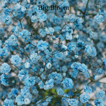 Light Blue Airbrushed Baby's Breath