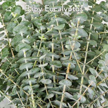 Baby Eucalyptus and White Flowers DIY Flower Kit Up Close
