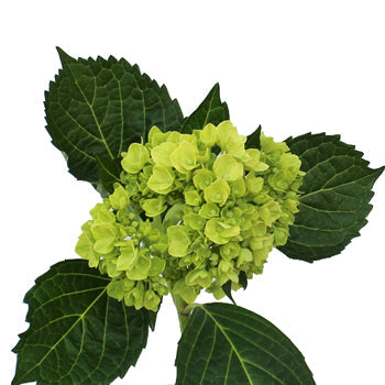 Baby Hulk Green Hydrangea Wholesale Flower FlatLay