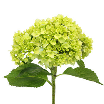 Baby Hulk Green Hydrangea Flower Stem View