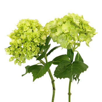 Baby Hulk Green Hydrangea Flower Stem View