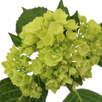 Baby Hulk Green Hydrangea Flower Up Close