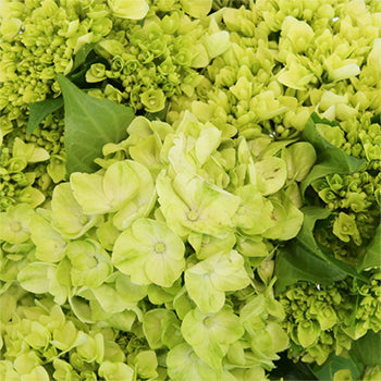 Baby Hulk Green Hydrangea Flower Up Close