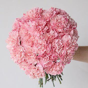 Baby Shower Pink Flower Carnation in a Hand