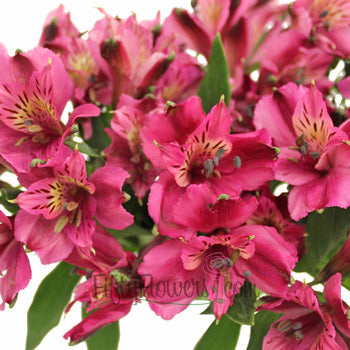 Balance Purpleberry Alstroemeria Wholesale Flower Up close