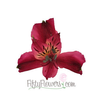 Balance Purpleberry alstroemeria Wholesale Bloom Close up